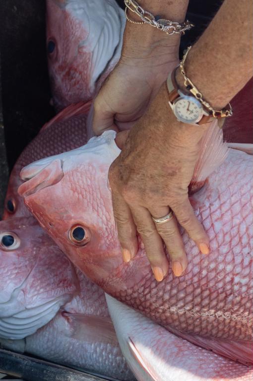 A woman&rsquo;s manicured hand picks up a redfish from a plastic tub of freshly-caught fish.