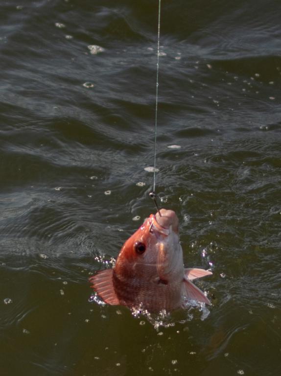 A redfish appears above the water&rsquo;s surface, being reeled in.
