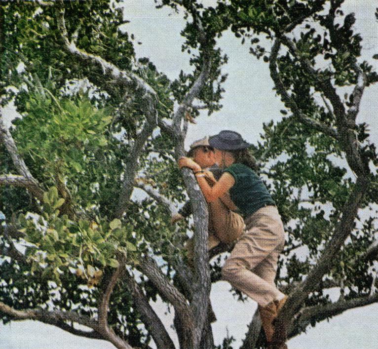 Virginia Kraft and husband Robert Grimm scan the hills of Kenya from a tree.