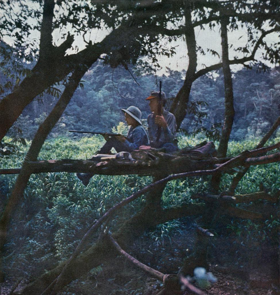 Virginia Kraft and Robert Grimm hunt jaguars from a tree in southern Mexico, 1959.